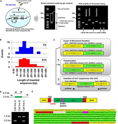 Templated Sequence Insertion Polymorphisms in the Human Genome